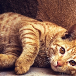Canva - Orange Tabby Cat Lying on Concrete Surface