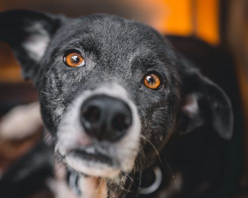 Canva - Close-Up Photo Of Black Dog