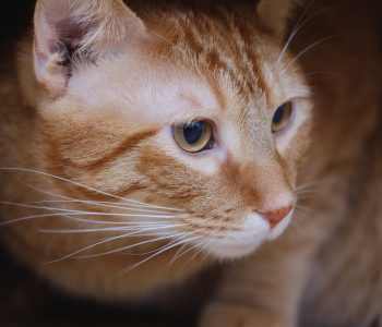 Canva - Orange Tabby Cat Inside Cardboard Box