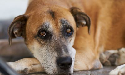 Brown cute dog portrait